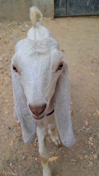 2 Male Goats kids for sale urgent