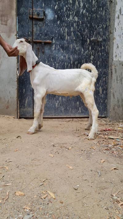 2 Male Goats kids for sale urgent