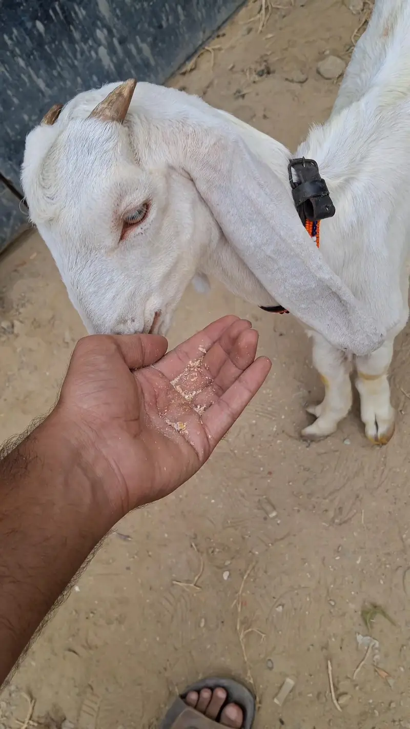 2 Male Goats kids for sale urgent — photo 3