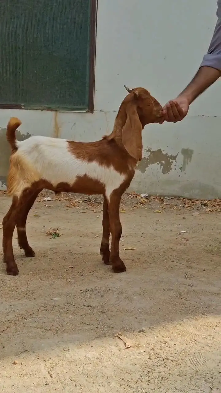 2 Male Goats kids for sale urgent — photo 4