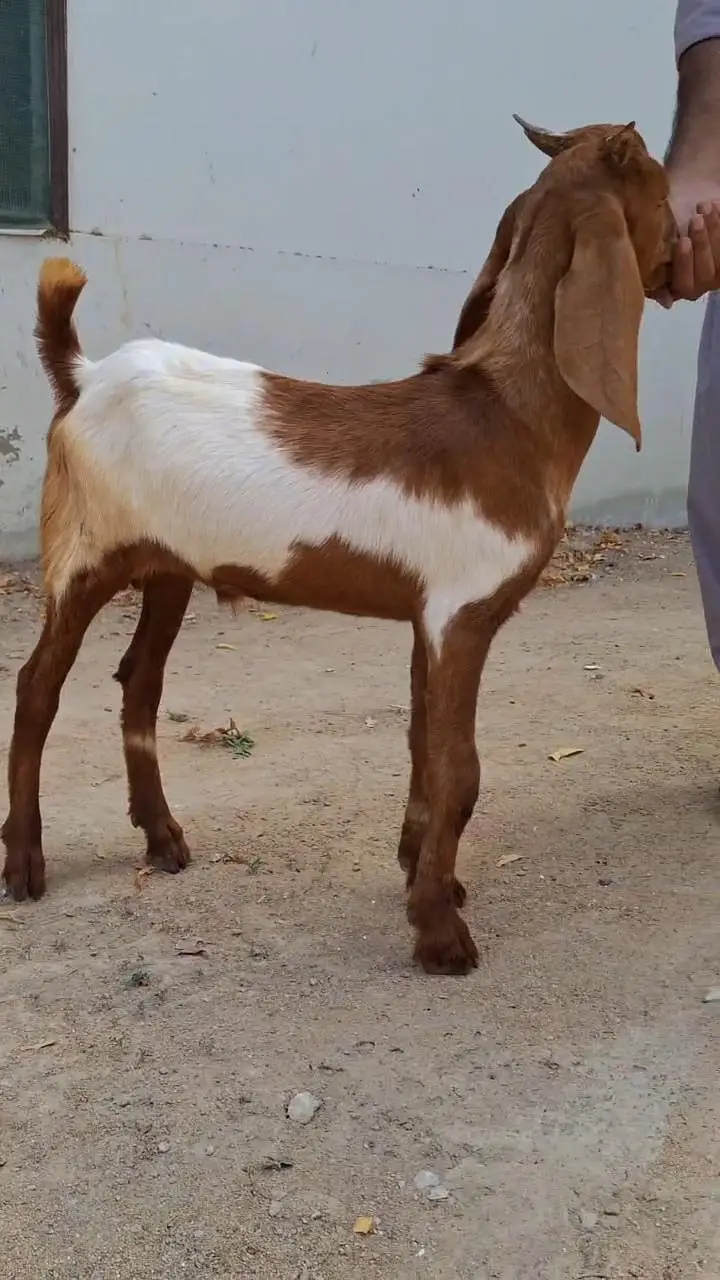 2 Male Goats kids for sale urgent — photo 5