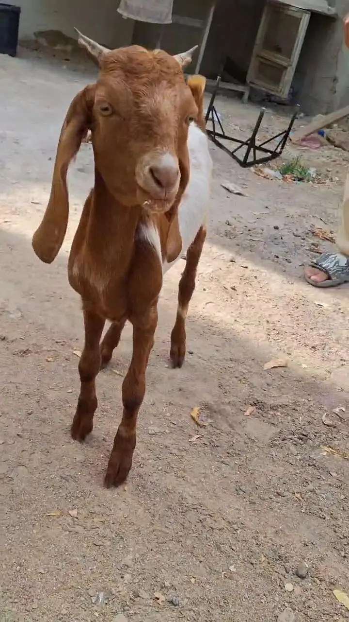2 Male Goats kids for sale urgent — photo 6