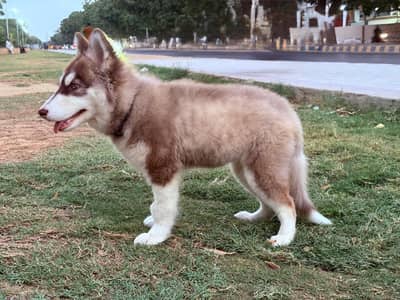 04 month old female siberian husky - long coat