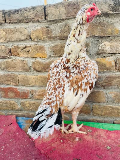 3kg Triple body Cheani Aseel