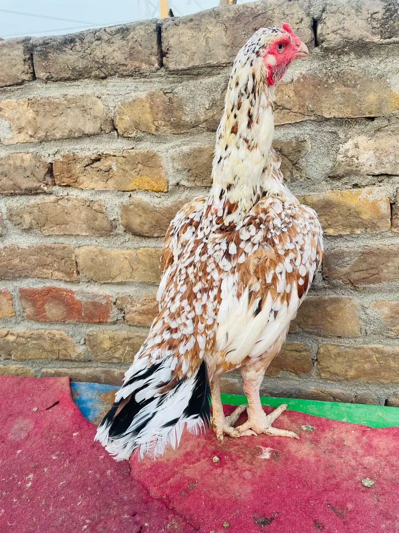 3kg Triple body Cheani Aseel — photo 2