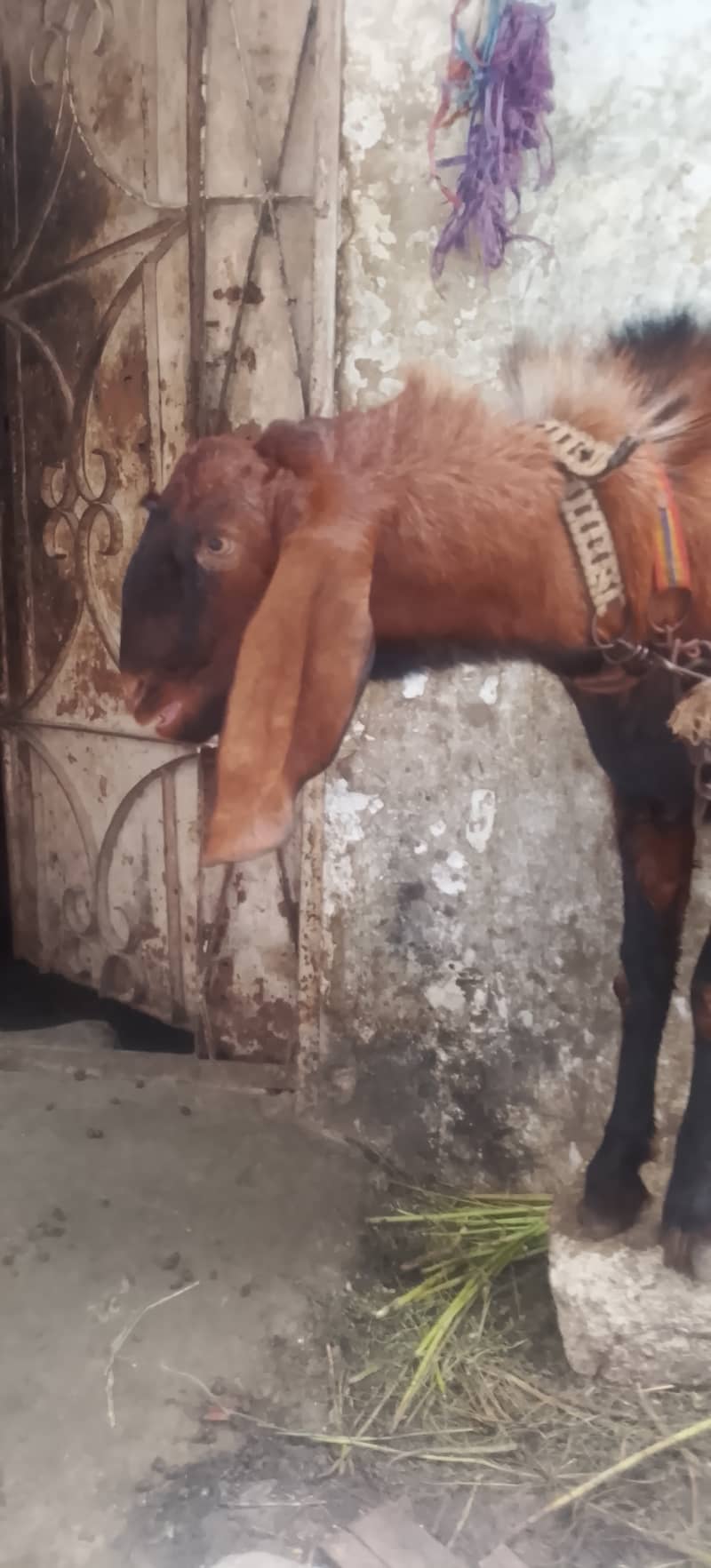 Komri 4