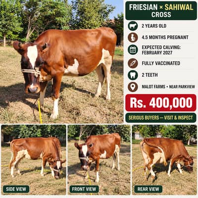 Healthy Friesian × Sahiwal Cross Cow for Sale