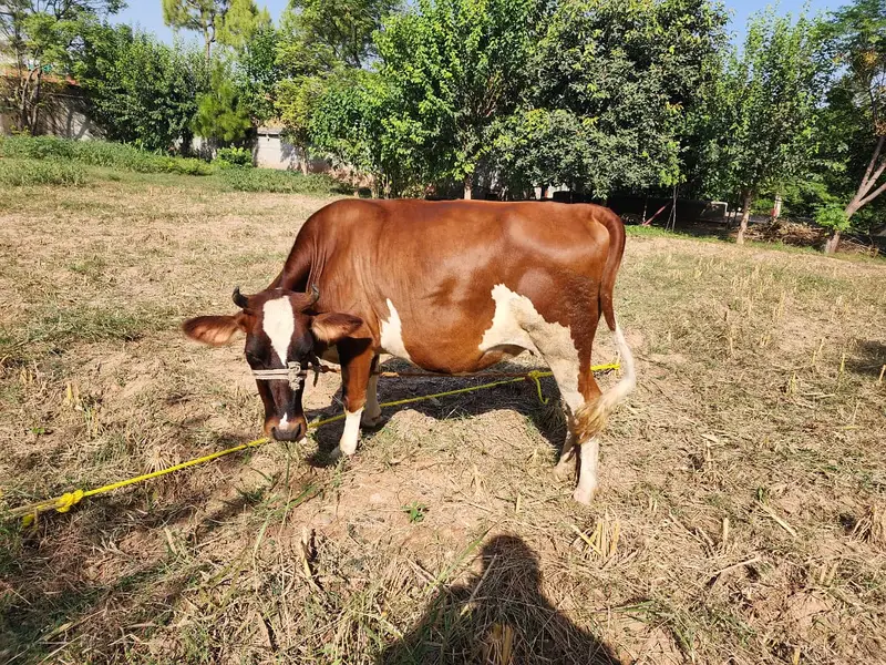 Healthy Friesian × Sahiwal Cross Cow for Sale — photo 2