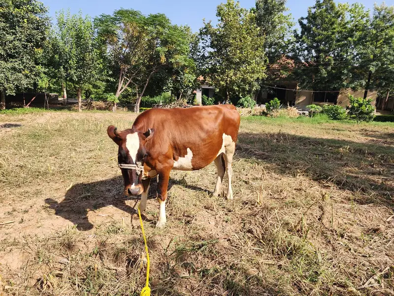 Healthy Friesian × Sahiwal Cross Cow for Sale — photo 3