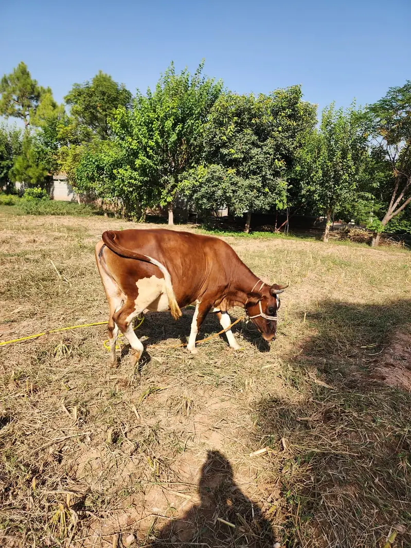 Healthy Friesian × Sahiwal Cross Cow for Sale — photo 4
