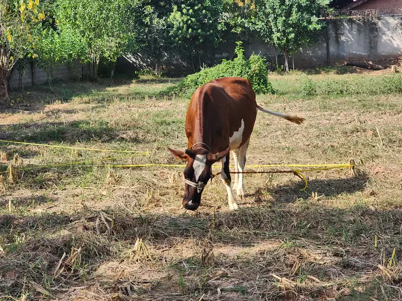 Healthy Friesian × Sahiwal Cross Cow for Sale — photo 5