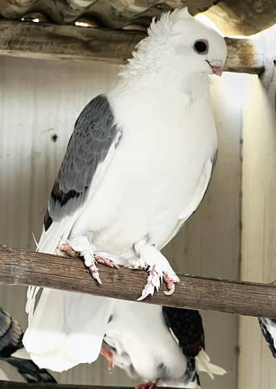 Satinette Beautiful Fancy Pigeon – Healthy Male | White & Grey