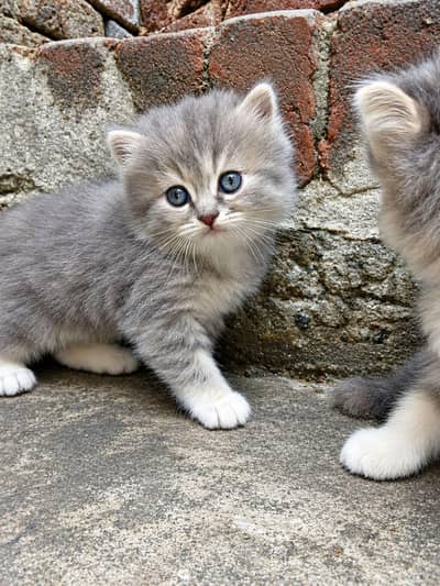 Persian cats females hai dono