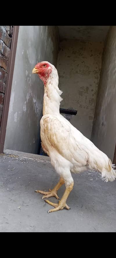 White Oh shamo male female