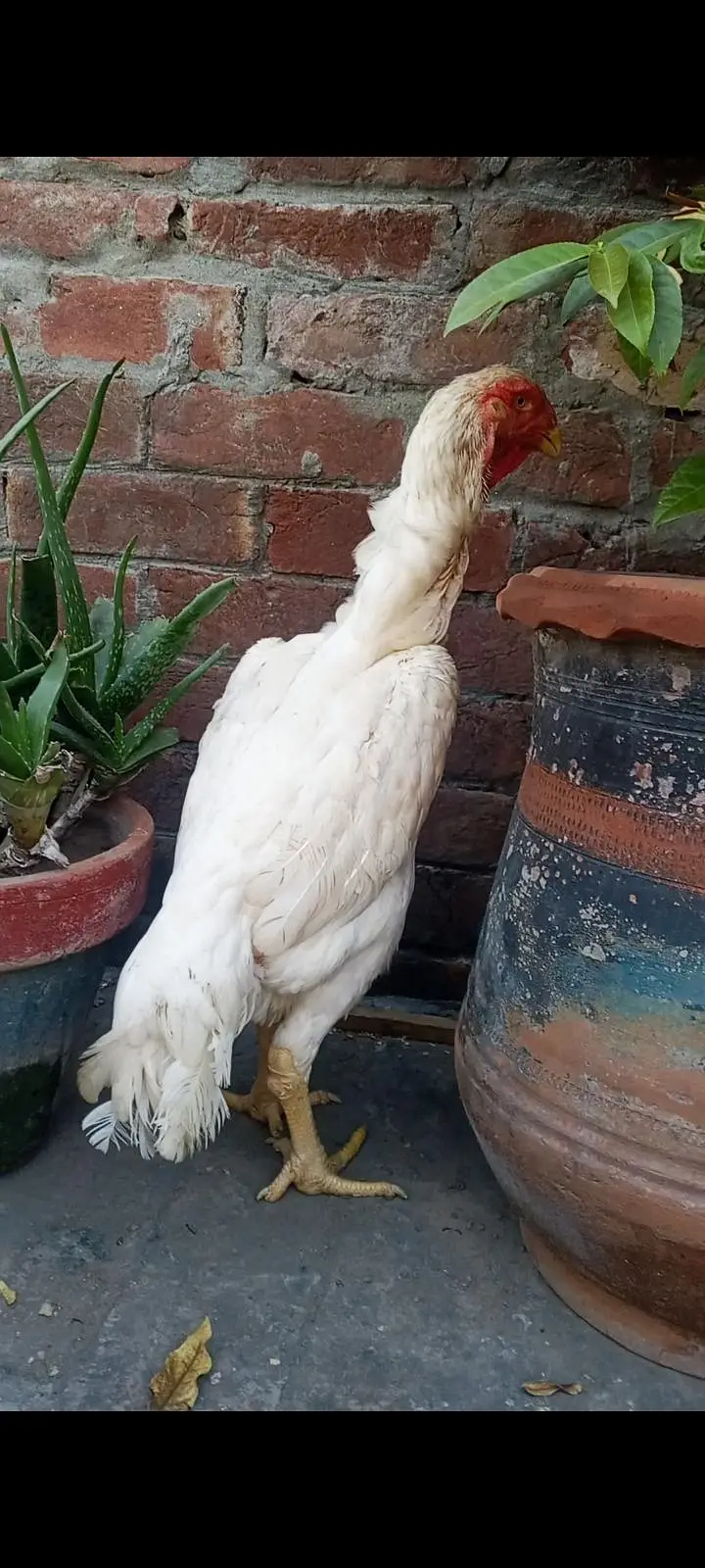 White Oh shamo male female — photo 4