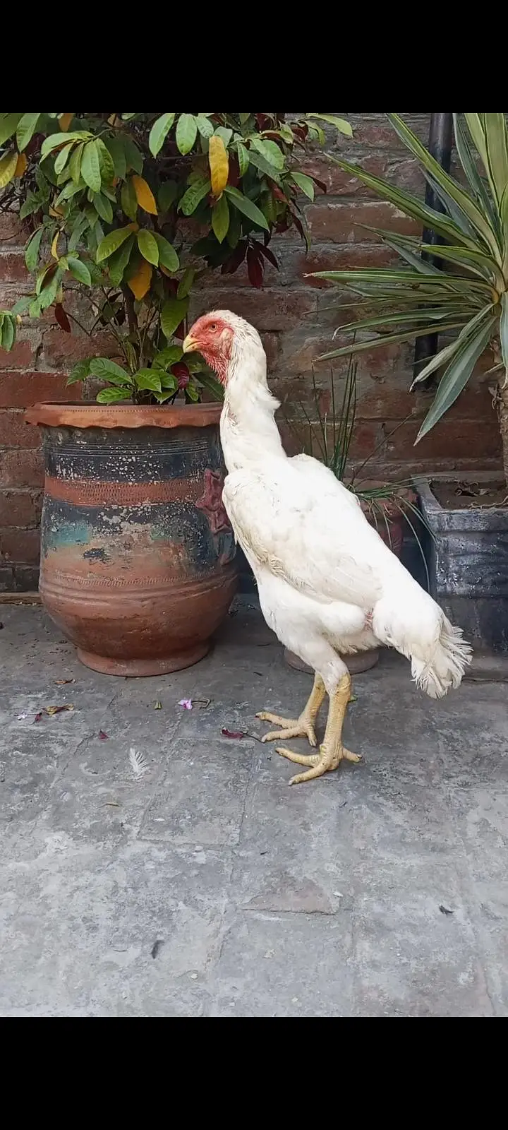 White Oh shamo male female — photo 7