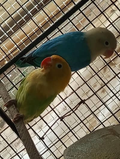 Love Bird's