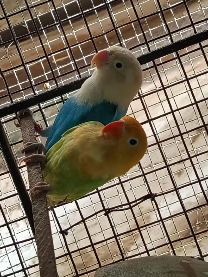 Love Bird's — photo 2
