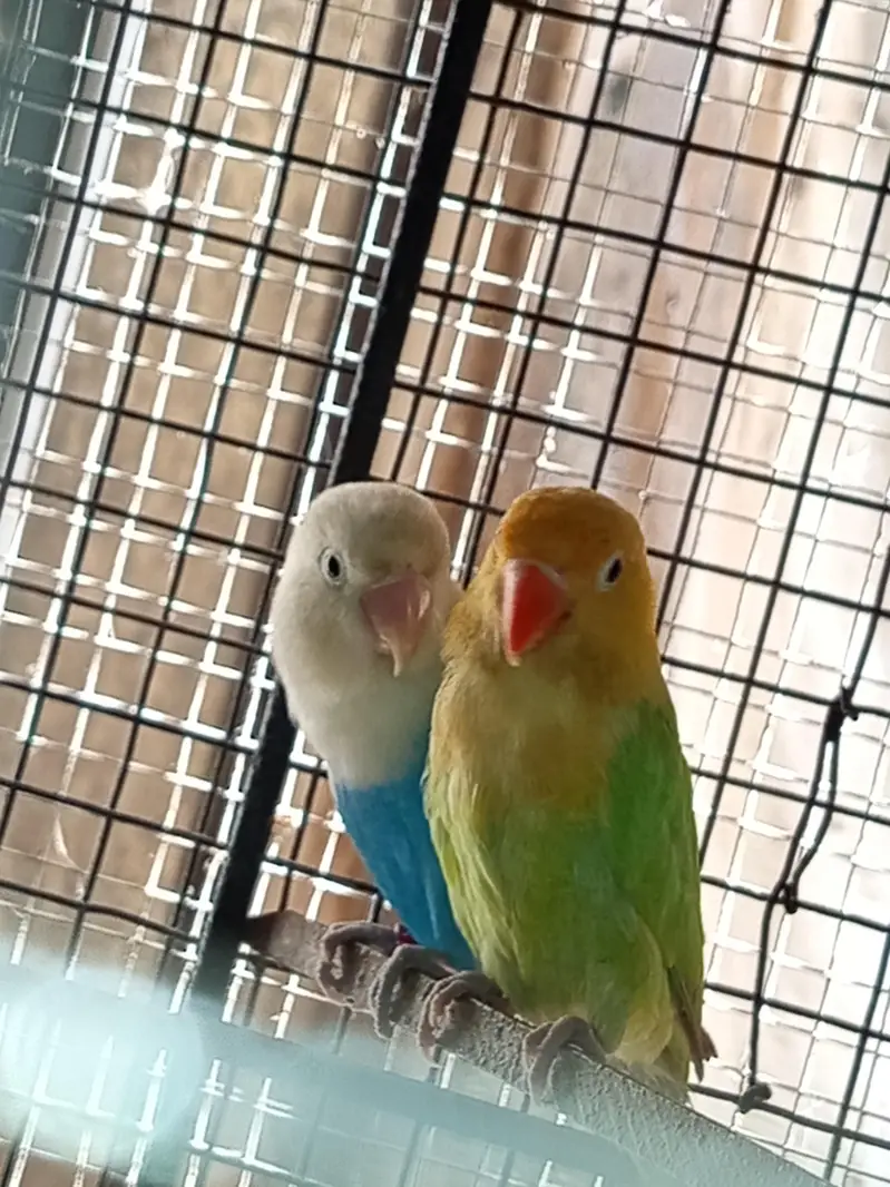 Love Bird's — photo 3