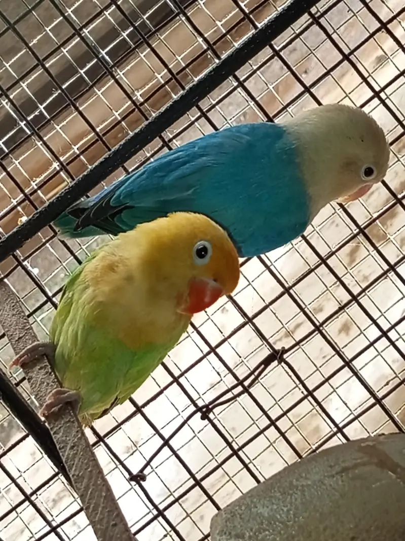 Love Bird's — photo 4