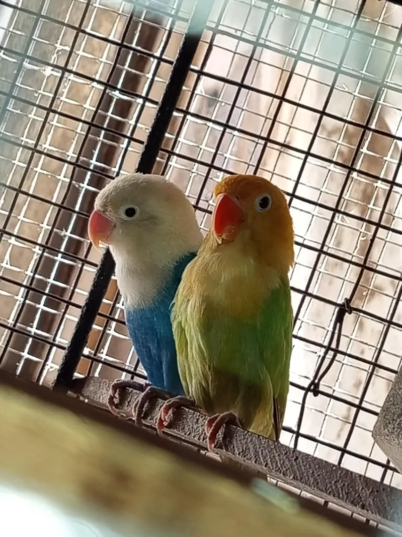 Love Bird's — photo 5