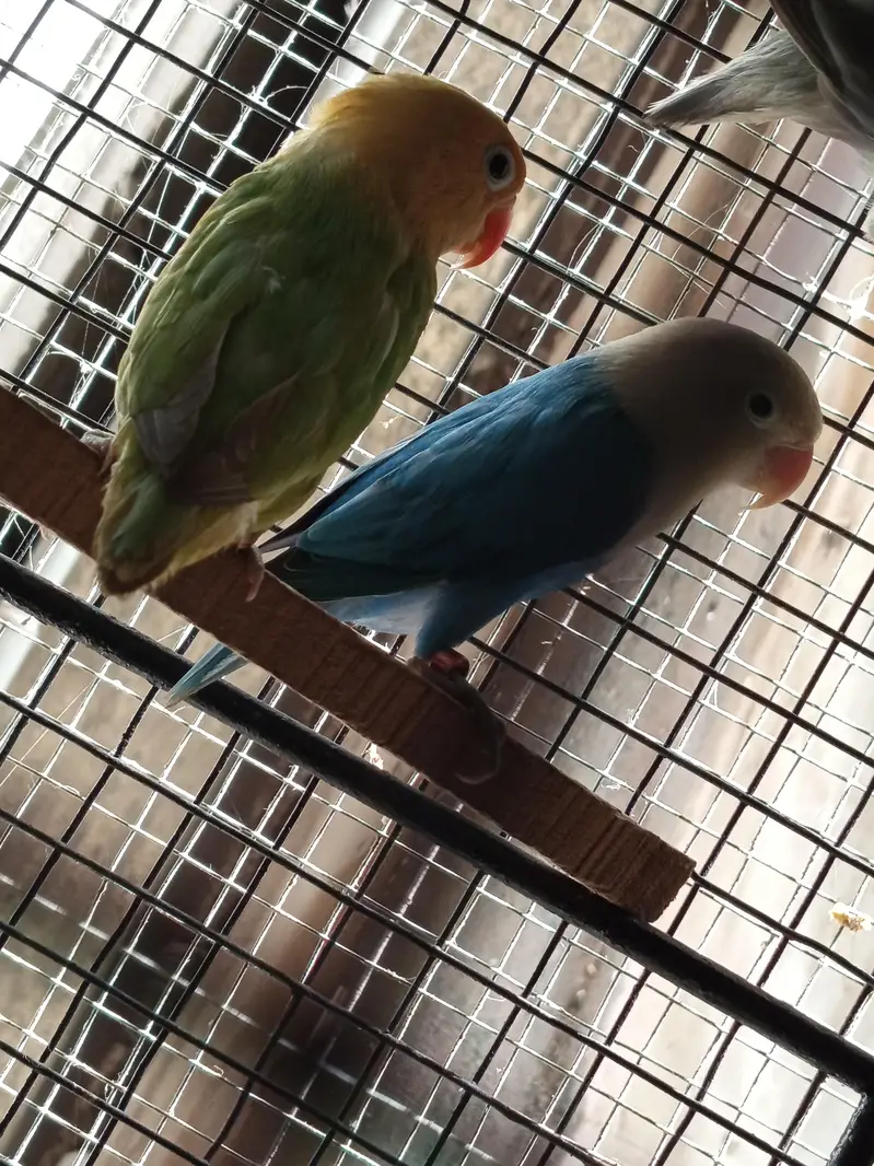 Love Bird's — photo 6