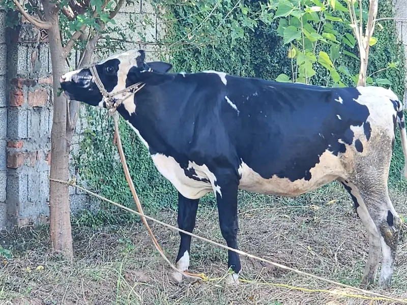 Healthy 2-Year-Old Friesian Cow for Sale – Pregnant — photo 8