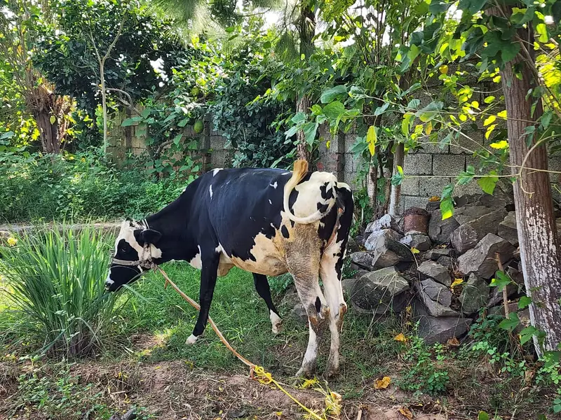 Healthy 2-Year-Old Friesian Cow for Sale – Pregnant — photo 2