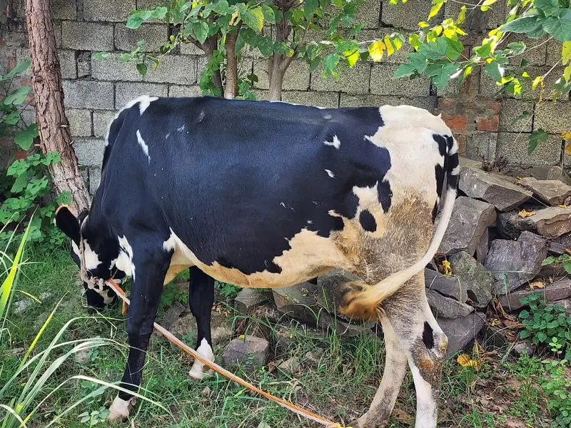 Healthy 2-Year-Old Friesian Cow for Sale – Pregnant — photo 3