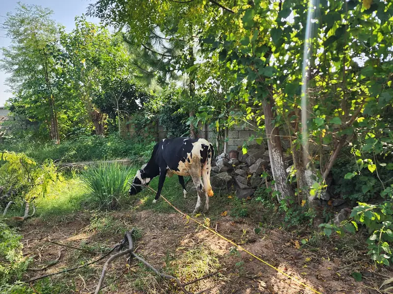 Healthy 2-Year-Old Friesian Cow for Sale – Pregnant — photo 4
