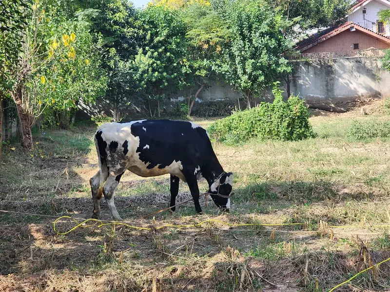 Healthy 2-Year-Old Friesian Cow for Sale – Pregnant — photo 5