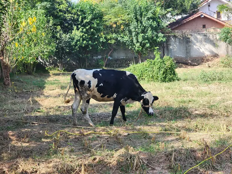 Healthy 2-Year-Old Friesian Cow for Sale – Pregnant — photo 6