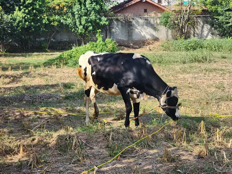 Healthy 2-Year-Old Friesian Cow for Sale – Pregnant — photo 7
