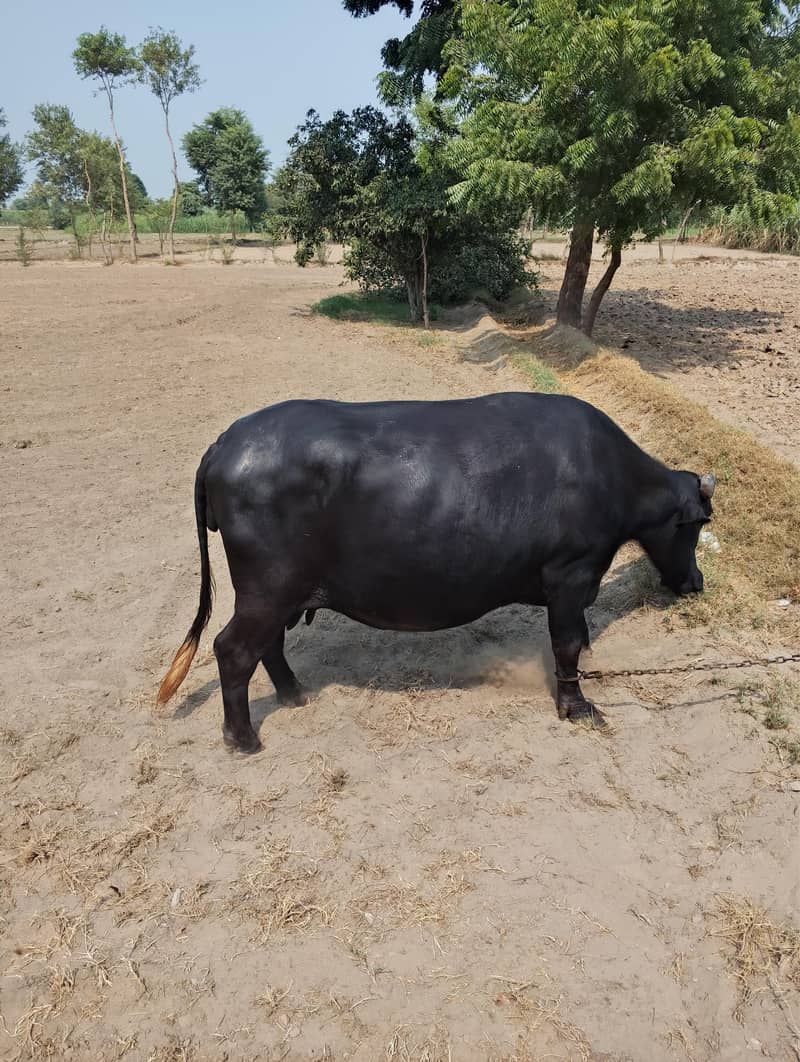 بھینس 10 ماہ حاملہ 2