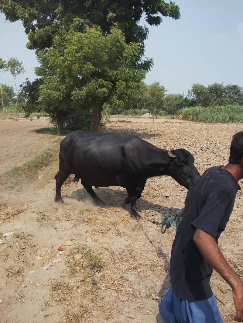 بھینس 10 ماہ حاملہ 3
