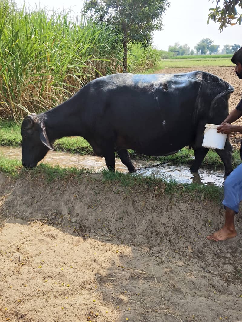 بھینس 10 ماہ حاملہ 4