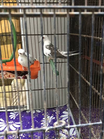 Pied dove pair