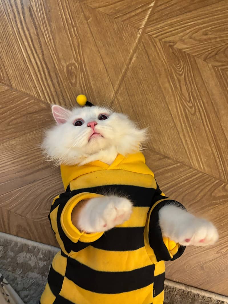 Neutered 0
