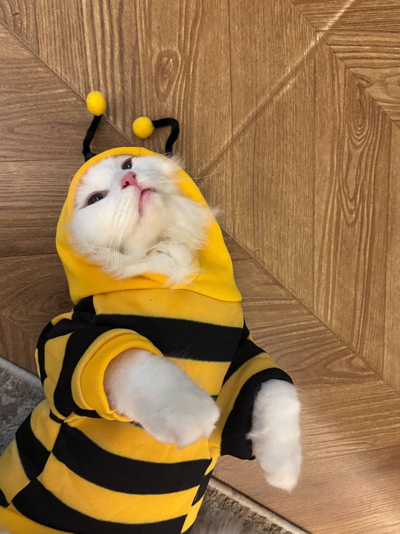Neutered 2