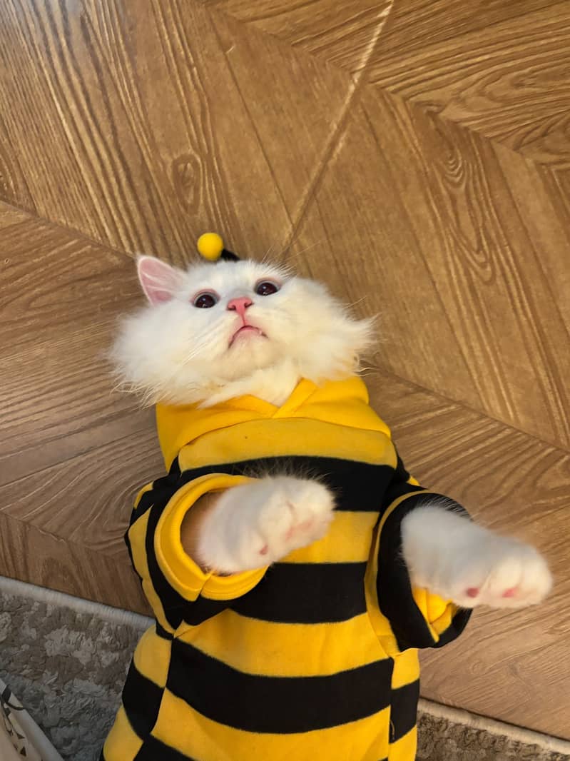 Neutered 3