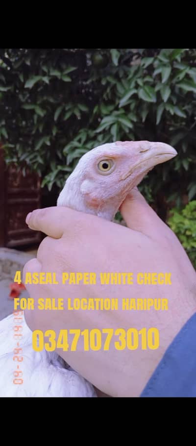 4 aseal paper white check for sale location haripur cargo Available