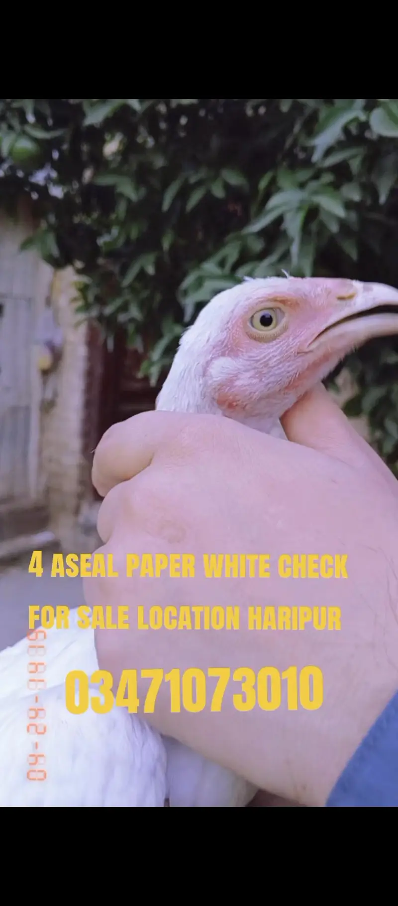 4 aseal paper white check for sale location haripur cargo Available — photo 2