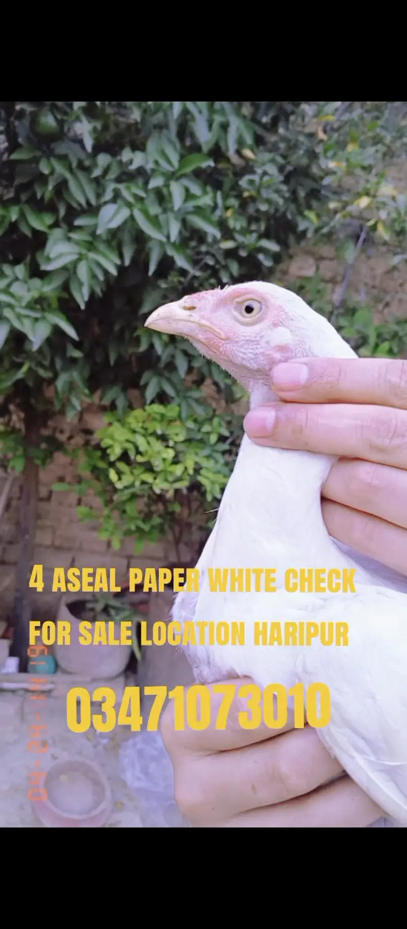 4 aseal paper white check for sale location haripur cargo Available — photo 3