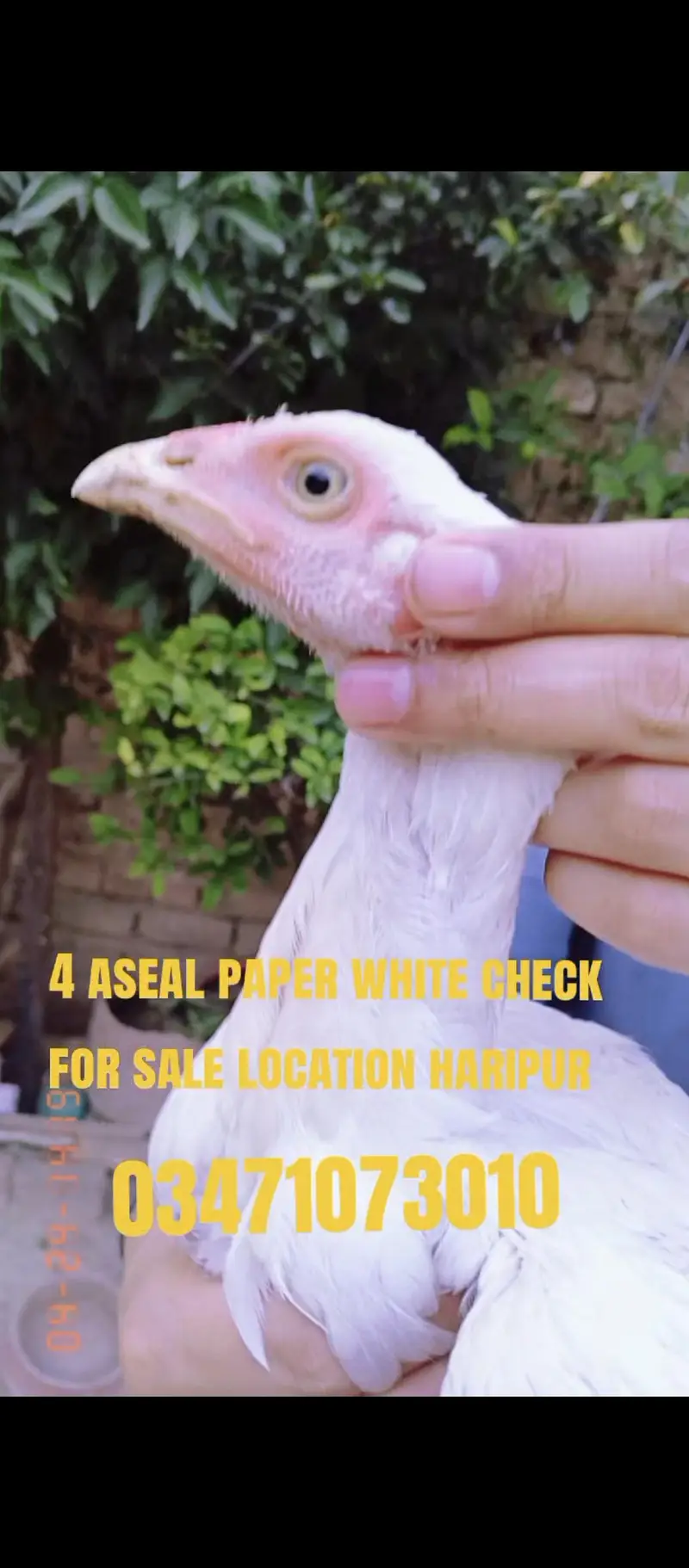 4 aseal paper white check for sale location haripur cargo Available — photo 4