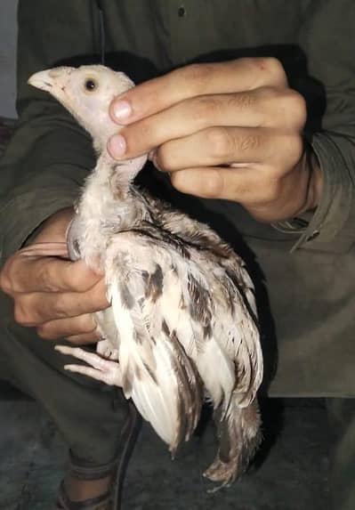 ASEEL CHICKS GENDER NOT CONFIRM