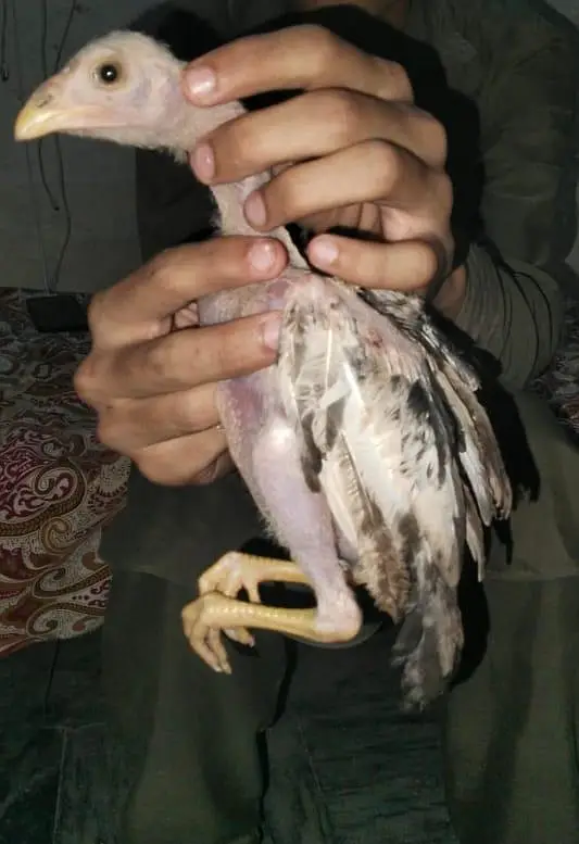 ASEEL CHICKS GENDER NOT CONFIRM — photo 2