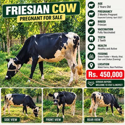 Healthy 2-Year-Old Friesian Cow for Sale – Pregnant