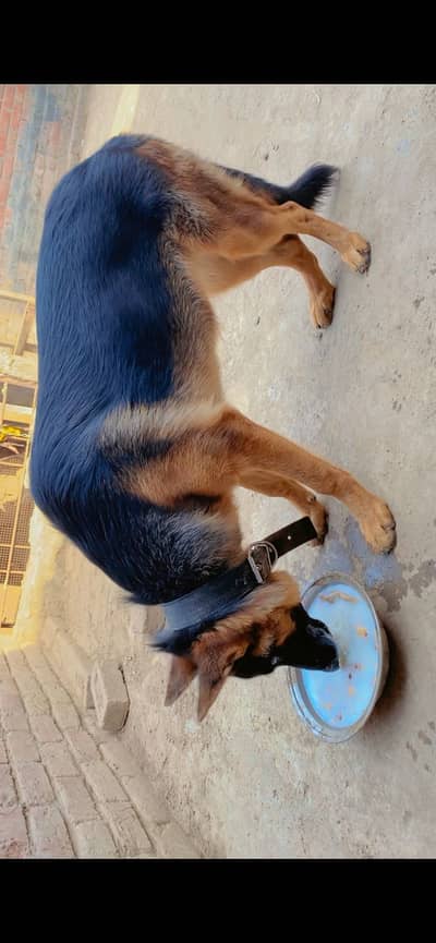 German shepherd double code long tail