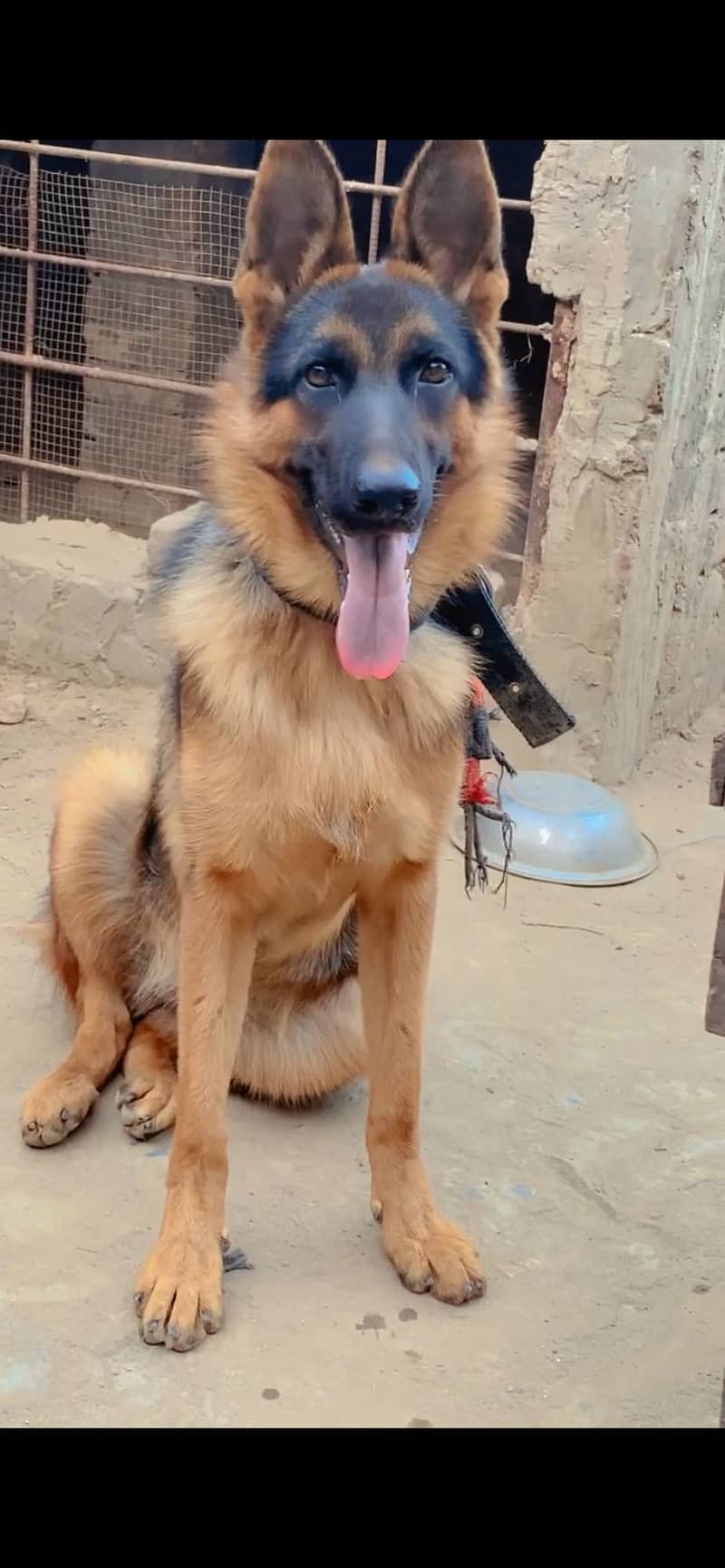 German shepherd double code long tail 1