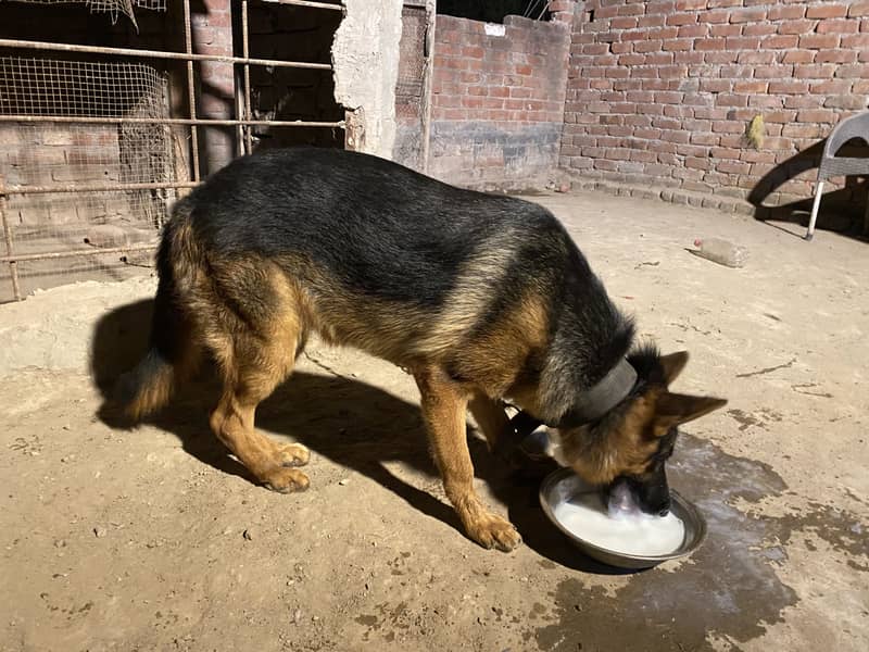 German shepherd double code long tail 2